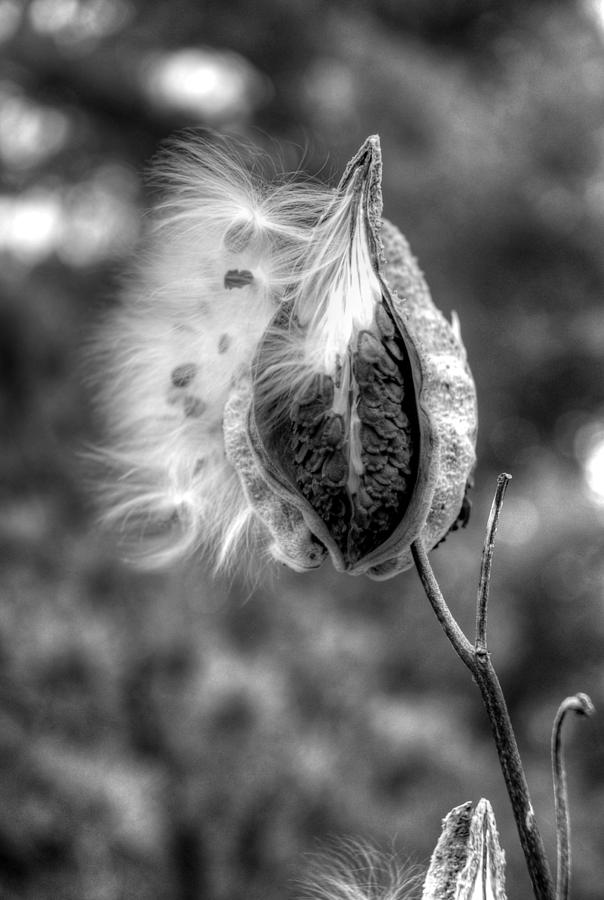 Nature Photograph - Fly away milkweed by Linda Covino