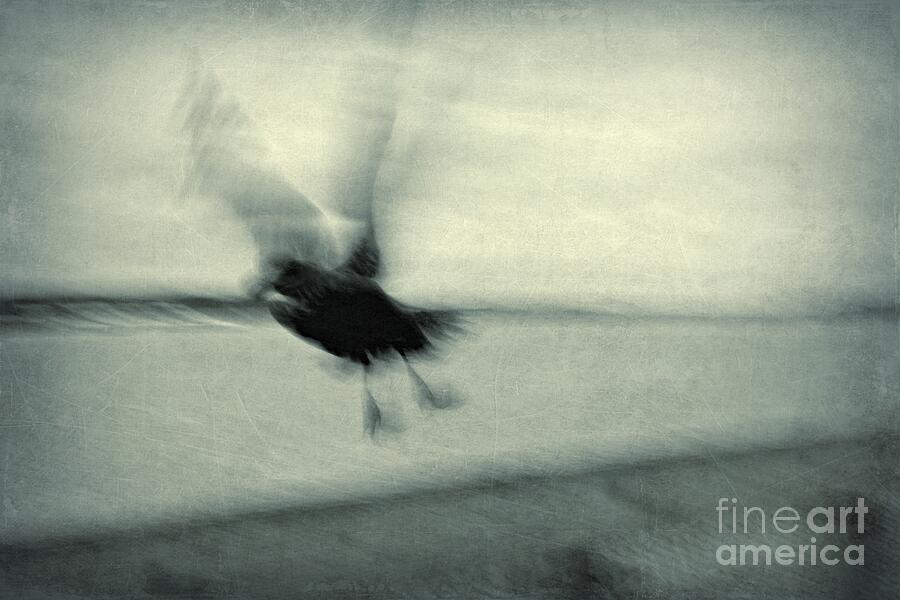 Fly Away Photograph by Patricia Strand