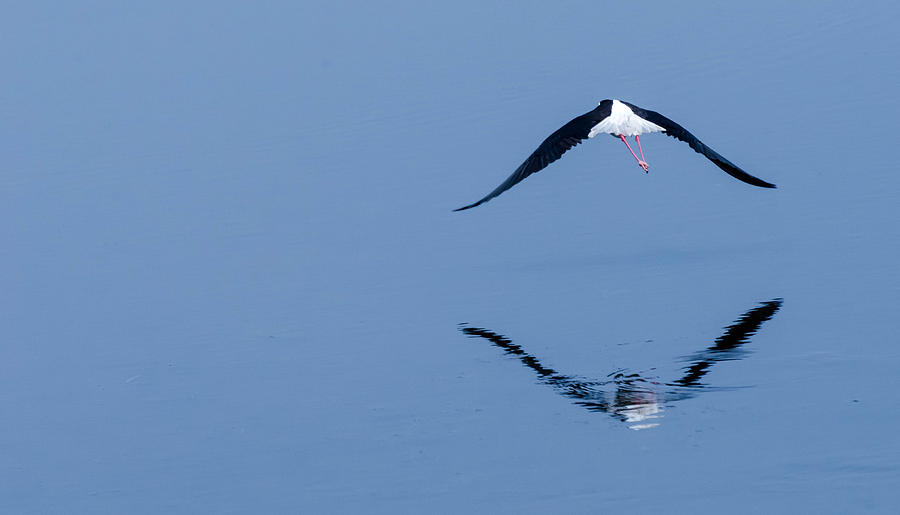 Bird Photograph - Fly away by Todd Heckert
