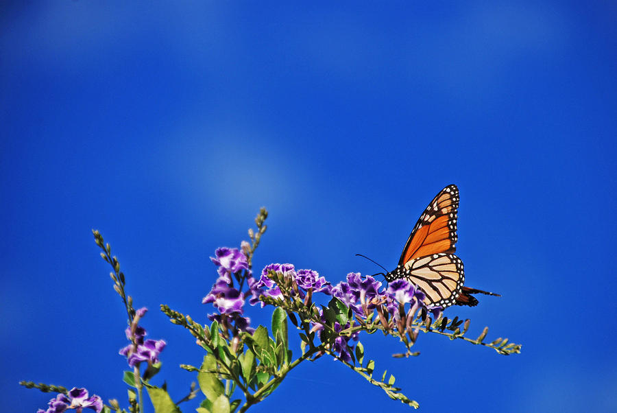 Fly Butterfly into the Bright Blue Sky Photograph by Ankya Klay