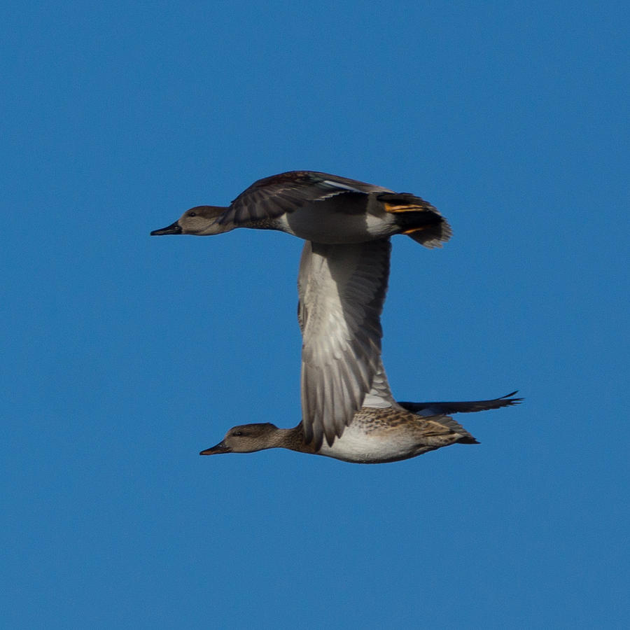 Duck Photograph - Fly By 2 by Ernest Echols