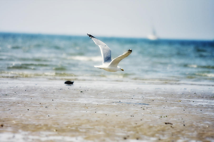 Seagull Photograph - Fly By by Boris Blyumberg