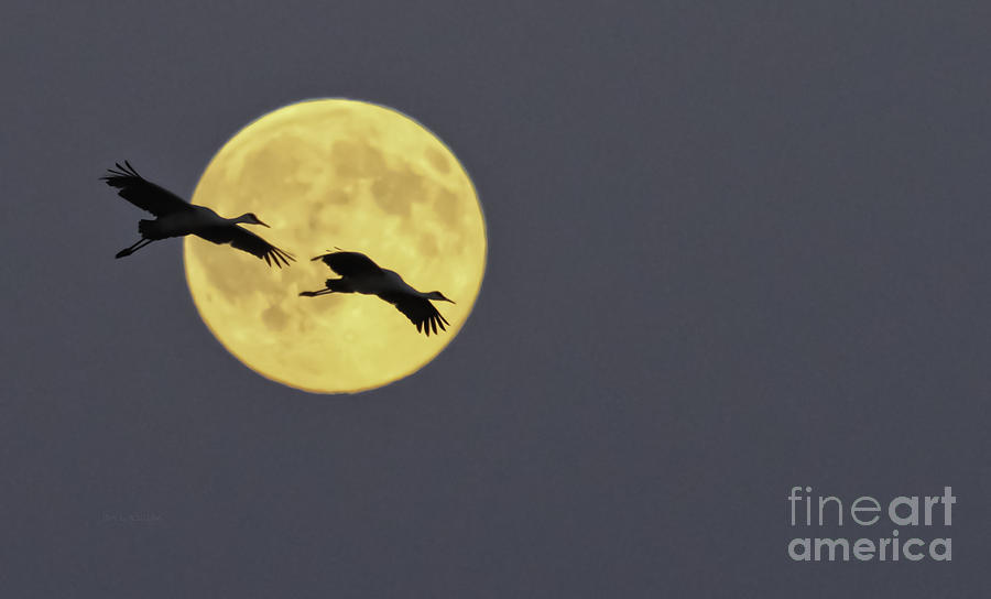 Moonlight Flight Photograph by Jan Killian