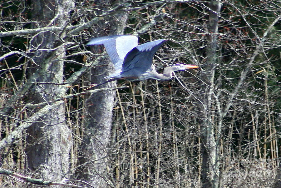 Heron Photograph - Fly By  by Neal Eslinger