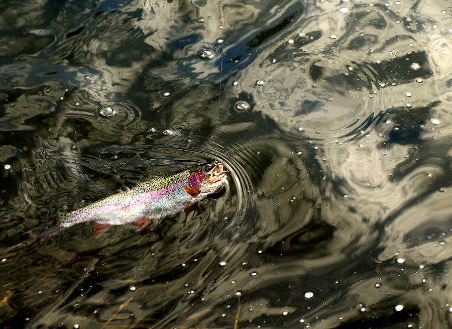 Fly Caught Rainbow Trout Photograph