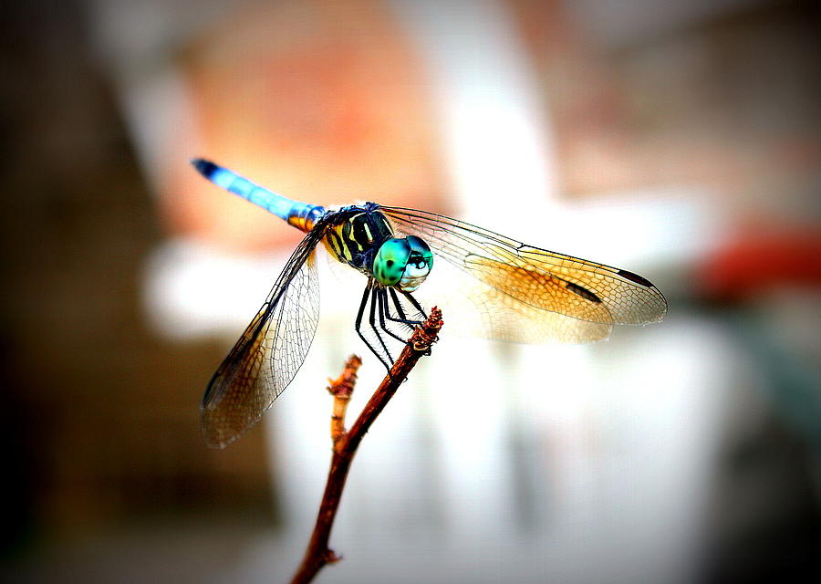 Nature Photograph - Fly Dragon Free by Faith Williams