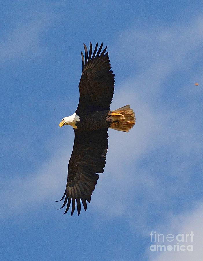 Fly Eagles Fly Photograph by Cindy Manero