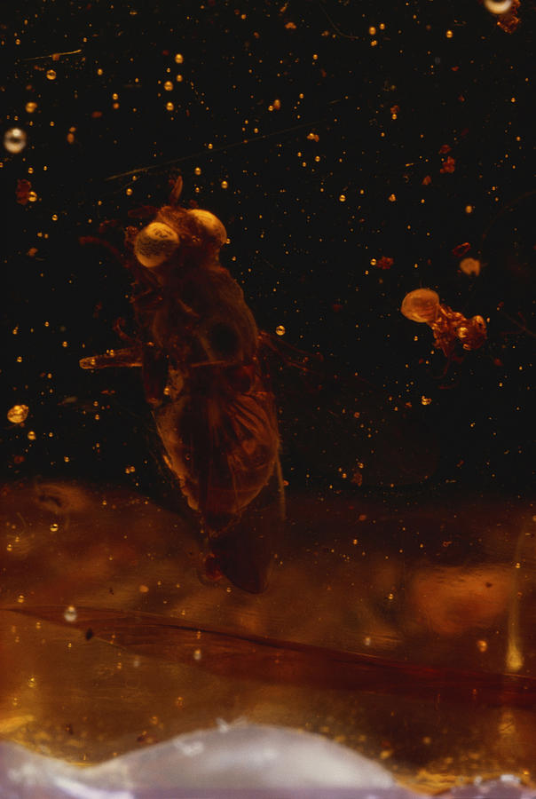 Fly In Amber Photograph by Paul Zahl