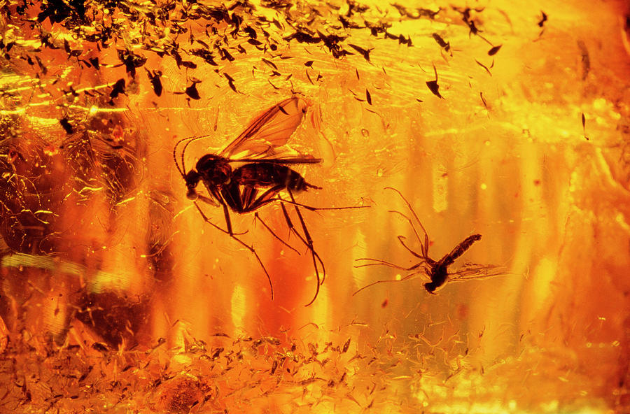 Fly In Amber Photograph by Vaughan Fleming/science Photo Library