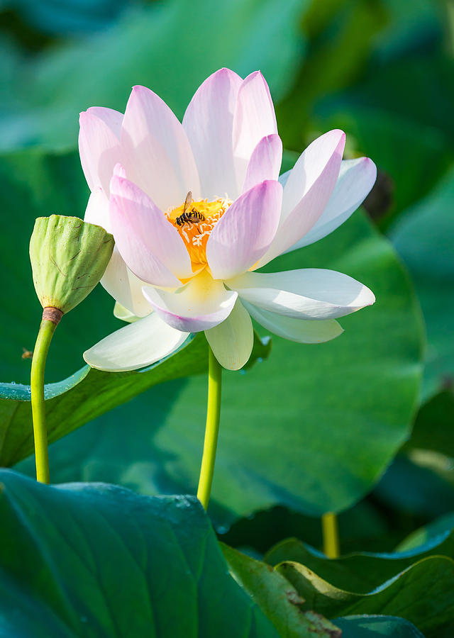 Fly In Lotus Flower Photograph by Michael Lustbader