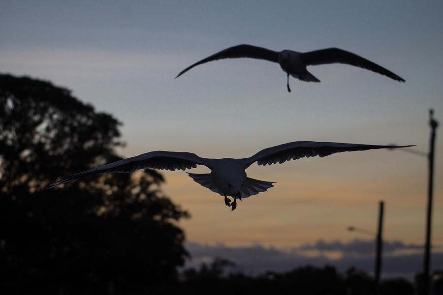 Fly Into The Sunset Photograph
