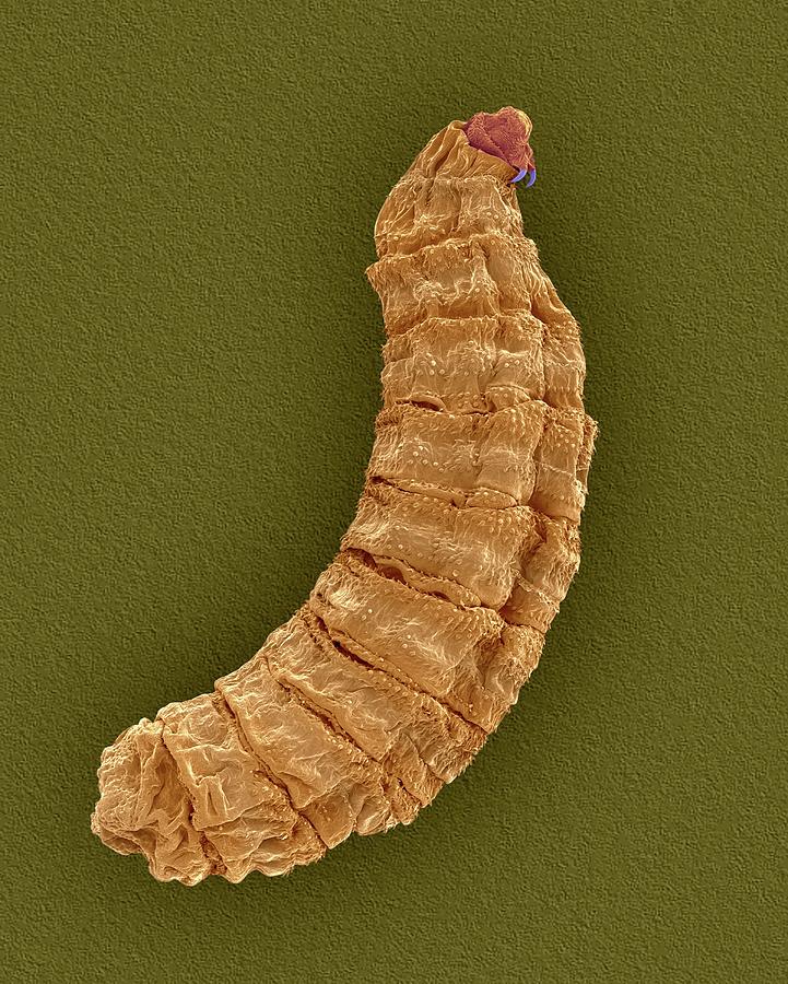 Fly Larva Photograph by Dennis Kunkel Microscopy/science Photo Library