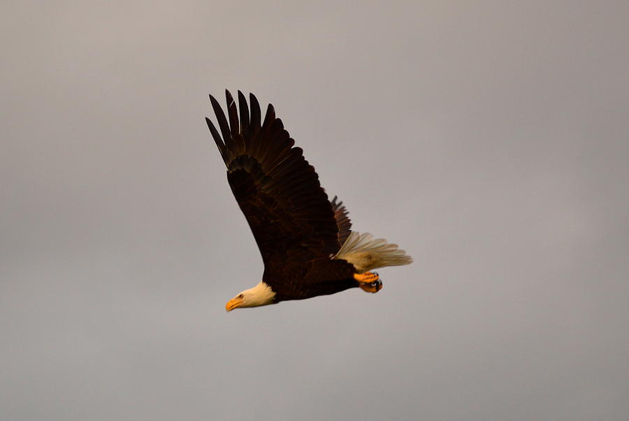 Wildlife Photograph - Fly Like An Eagle by Doug Grey