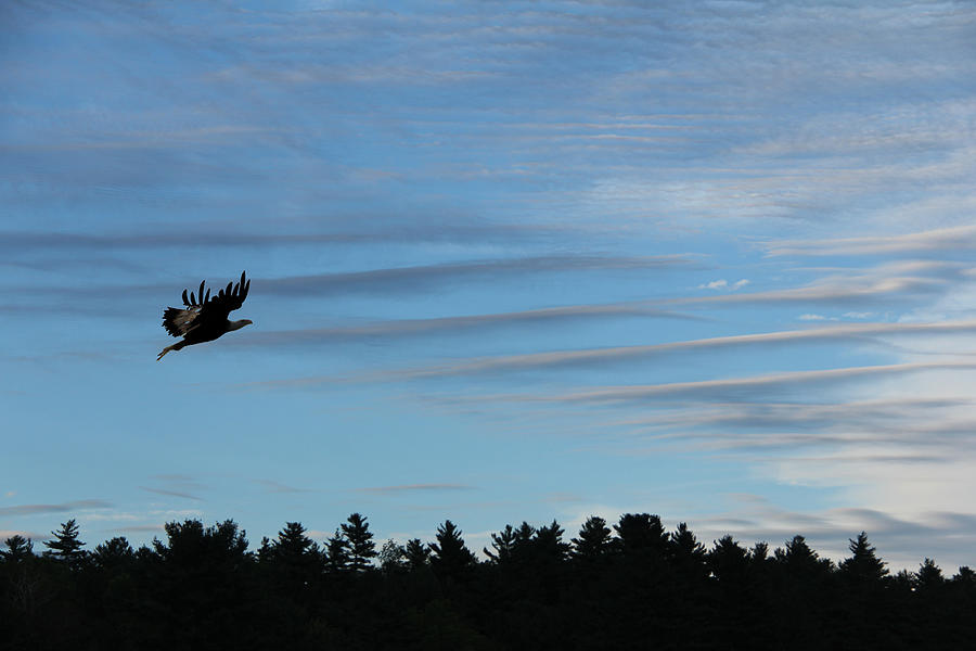 Fly Like an Eagle Photograph by John Meader