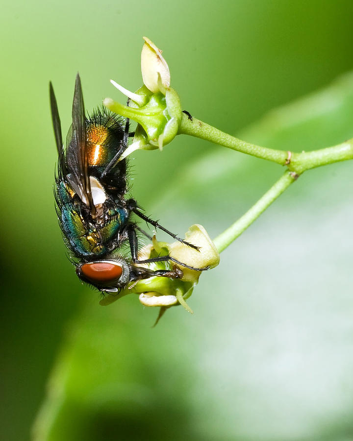 Nature Photograph - Fly Macro by Jaci Harmsen