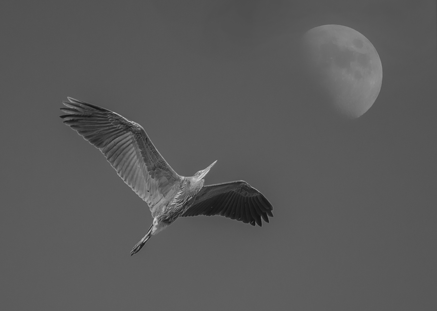Black And White Photograph - Fly Me to the Moon by Loree Johnson