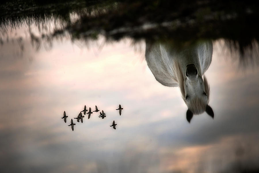Fly Photograph by Milan Malovrh