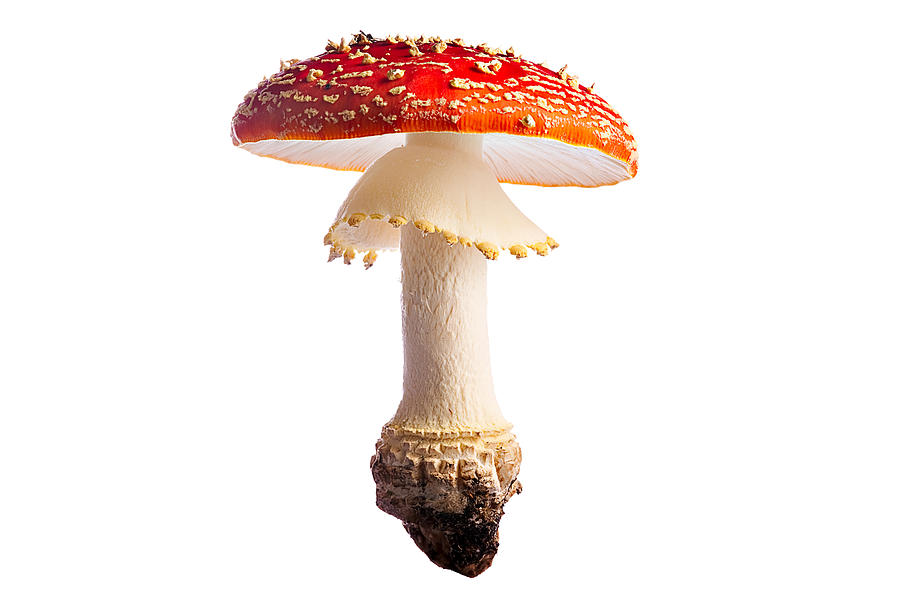 Fly Mushroom Photograph by Dirk Ercken