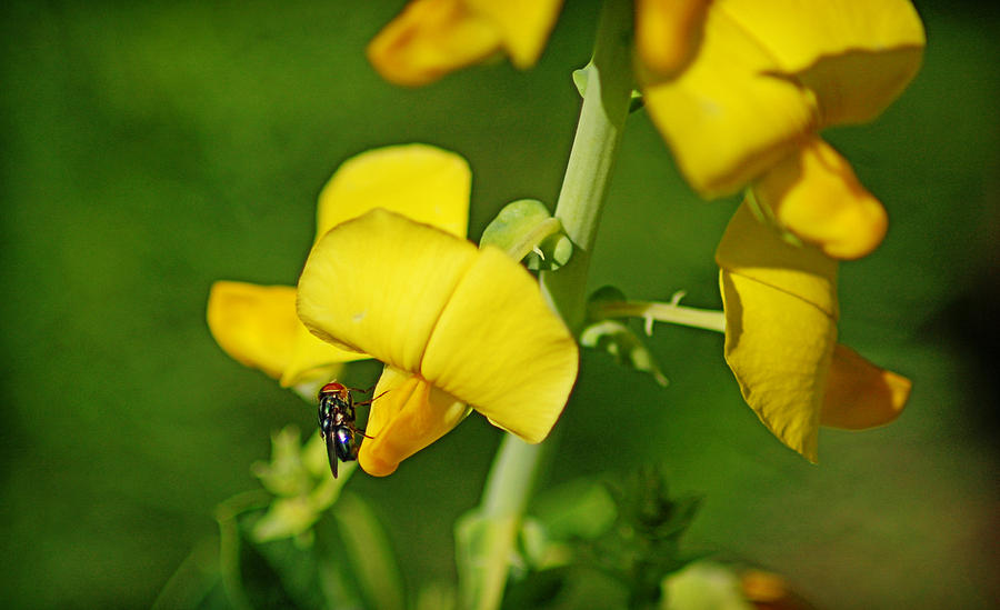 Fly on a Flower Photograph by Linda Brown
