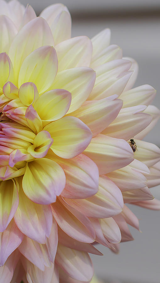 Nature Photograph - Fly on a Flower by Teri  Kimbro