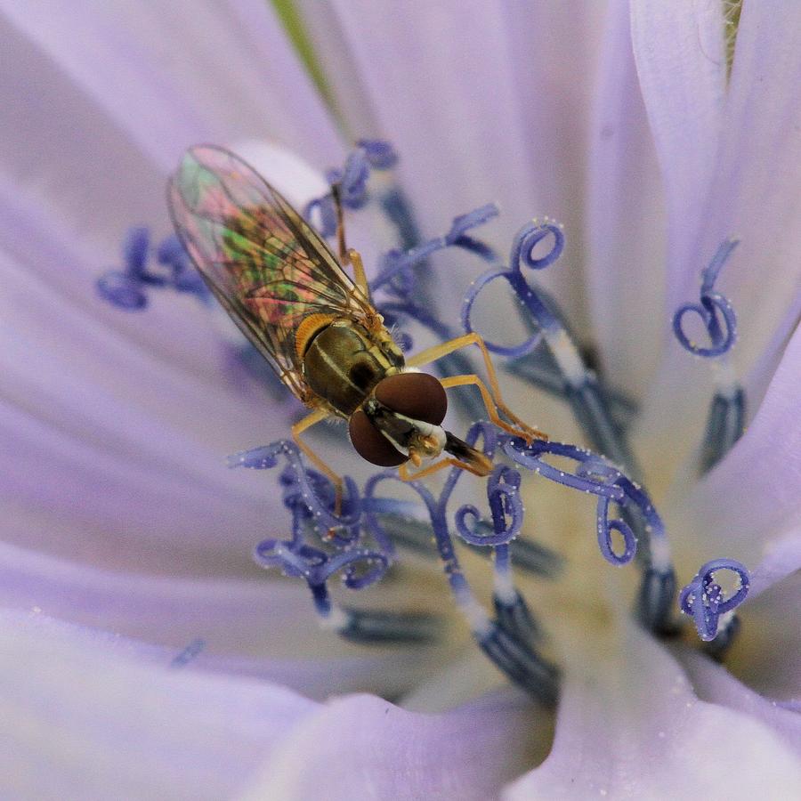 Fly on Chicory Photograph by Doris Potter