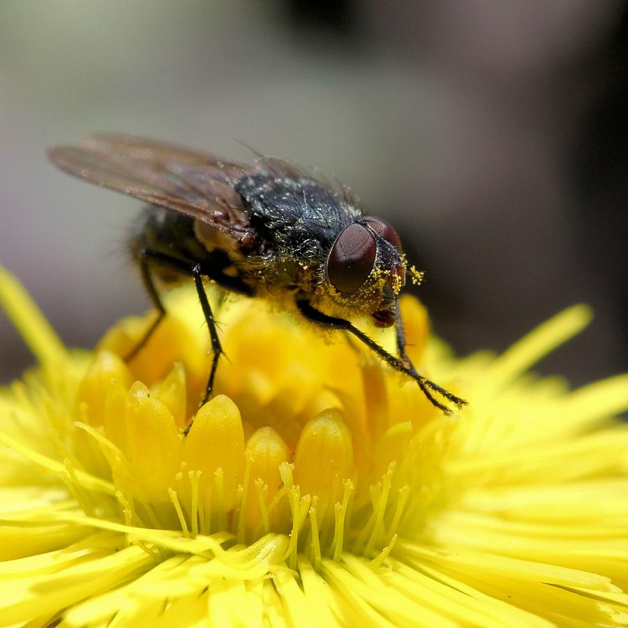 Nature Photograph - Fly on Coltsfoot by Doris Potter