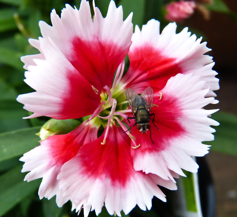 Fly on Flower Photograph by Pete Trenholm