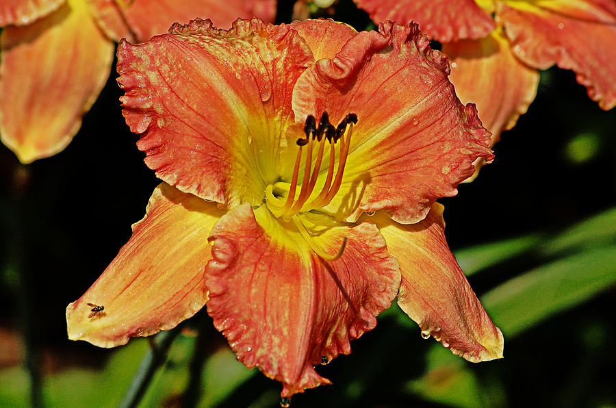 Fly on the Daylily Photograph by Linda Brown