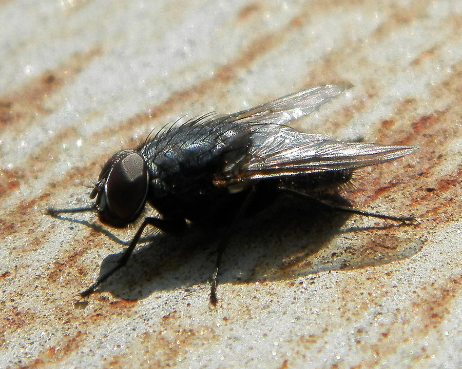 Fly On The Wall Photograph by Mike Greco | Fine Art America