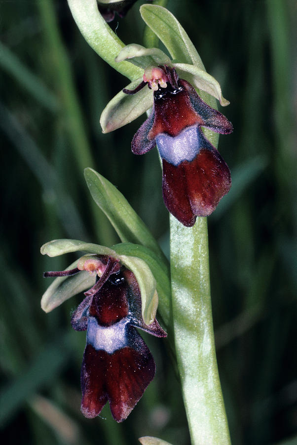 Fly Orchid Flowers Photograph by Paul Harcourt Davies/science Photo Library