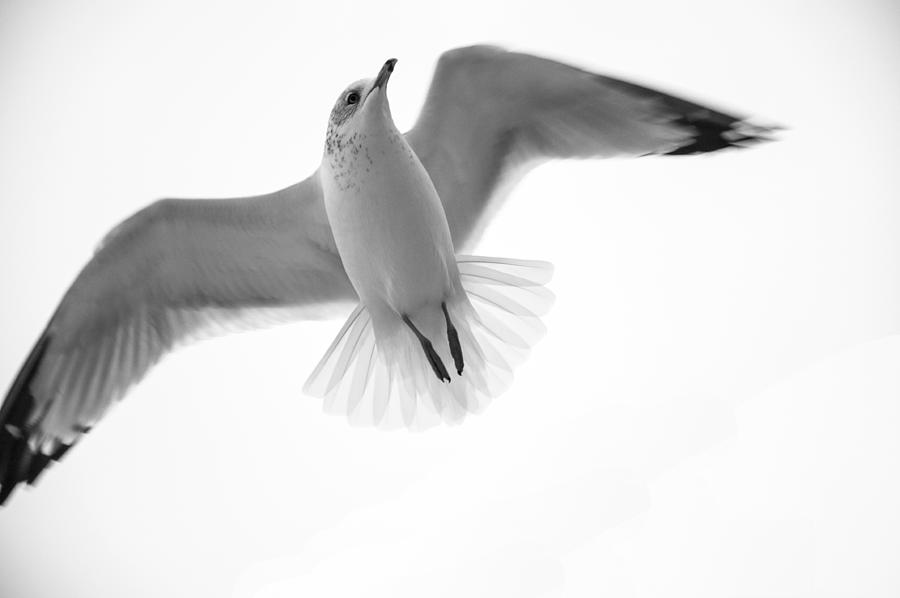 Fly Over Photograph by Cathy Kovarik