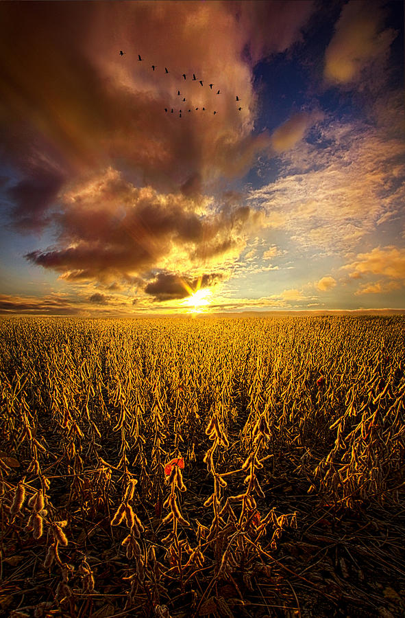 Fly Over Country Photograph by Phil Koch