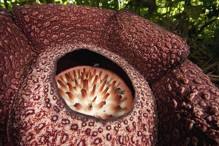 Fly Pollinating Rafflesia Sabah Borneo Photograph by Christian Ziegler