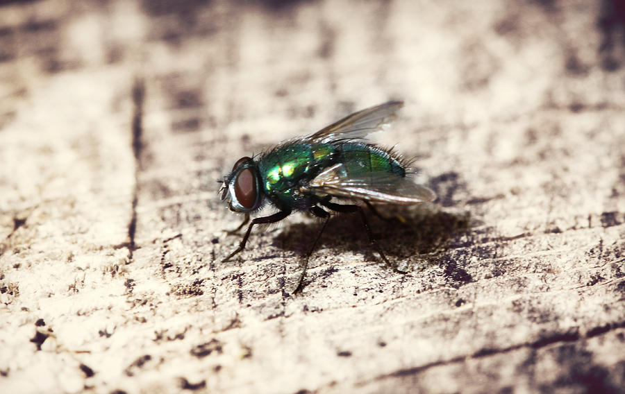 Fly Profile Photograph by Melanie Lankford Photography