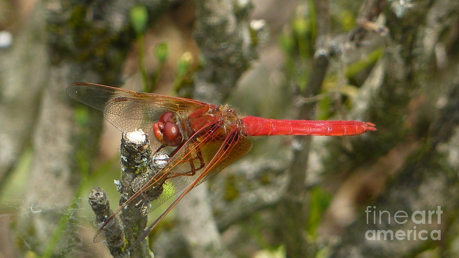 Insects Photograph - Fly Red Dragon by Susan Garren