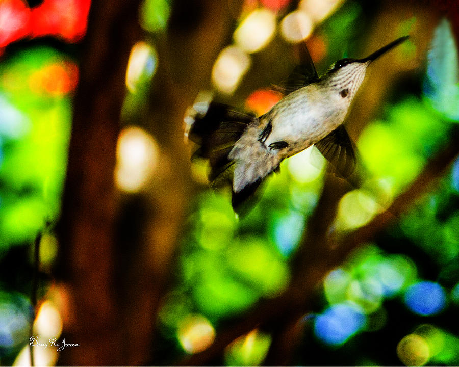 Hummingbird - In Flight - Flyby Photograph by Barry Jones