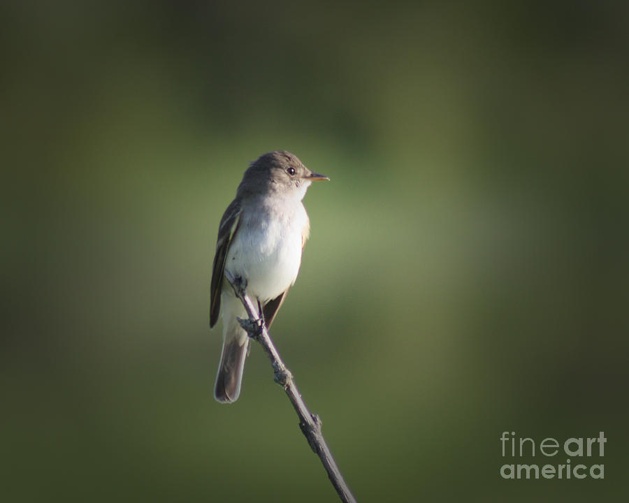 Bird Photograph - Flycatcher in Meditation by Anita Oakley