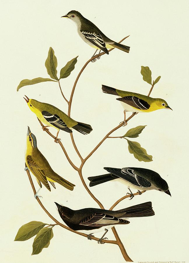 Flycatchers And Vireos Photograph by Natural History Museum, London/science Photo Library