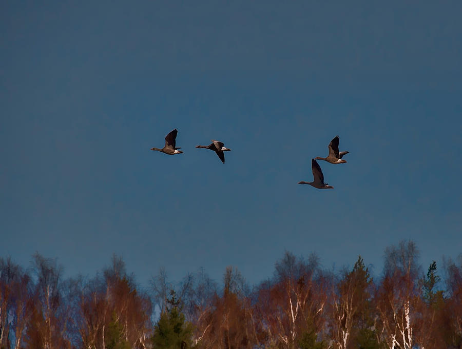 Goose Photograph - Flyers -Leif Sohlman by Leif Sohlman