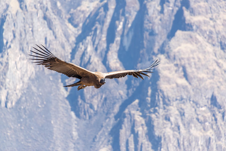 Flying Andean Condor Photograph by Jess Kraft