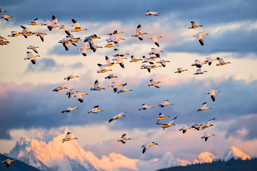 Snow Geese Flying at Sunset Photograph by Yoshiki Nakamura