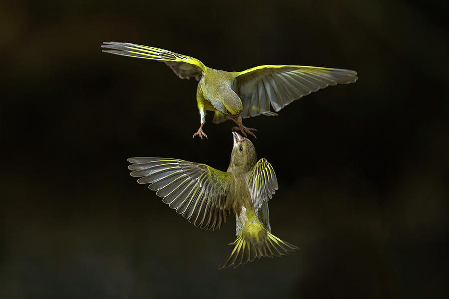 Flying Attack! Photograph by Marco Redaelli
