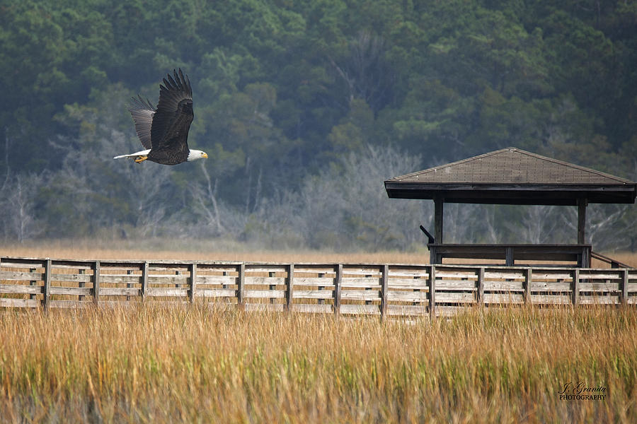 Flying Bald Eagle Photograph by Joe Granita