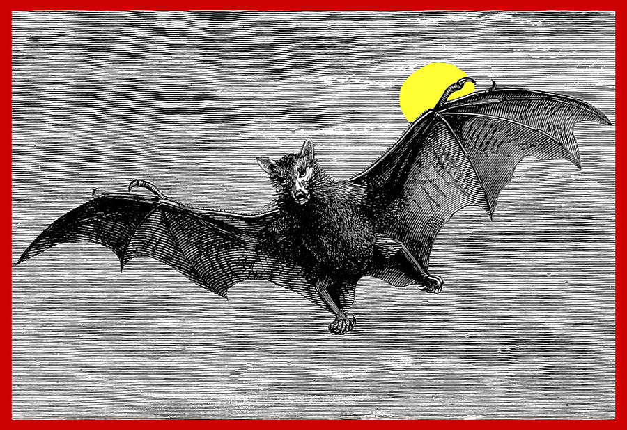 Flying Bat, 1877 Photograph by British Library