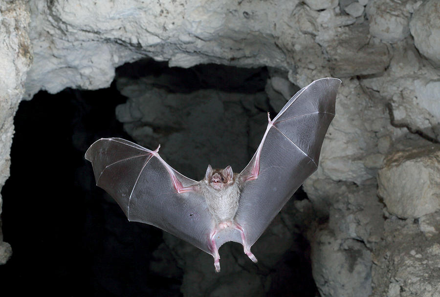 Flying bat Photograph by Johner Images