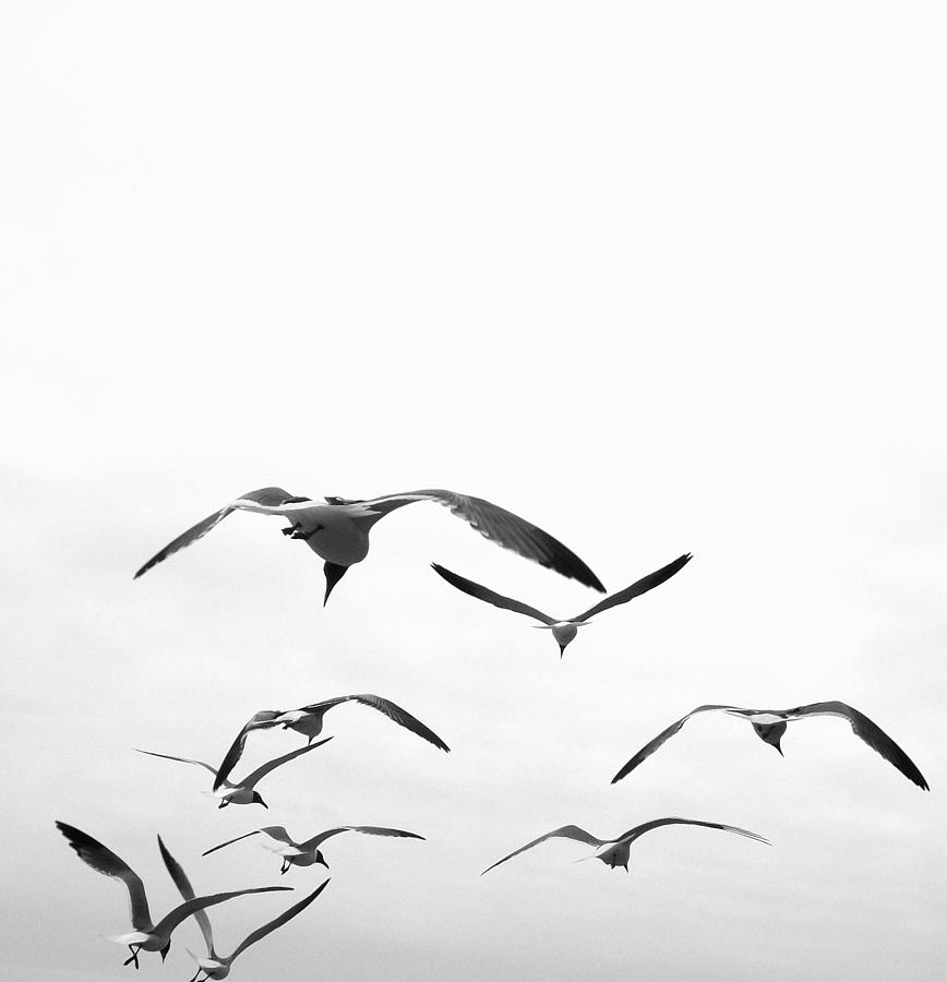 Flying Beach Rats BW Photograph by Laurette Escobar - Fine Art America