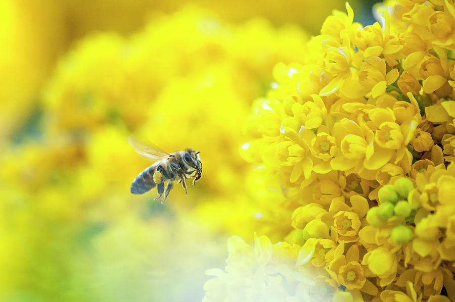 Flying Bee Photograph by © Turkiye