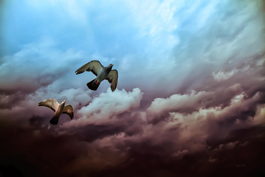 Bird Photograph - Flying before the storm by Bob Orsillo