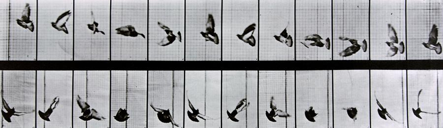 Black And White Photograph - Flying bird by Eadweard Muybridge