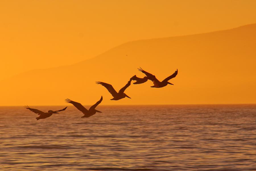 Bird Photograph - Flying Birds by Alexander Fedin